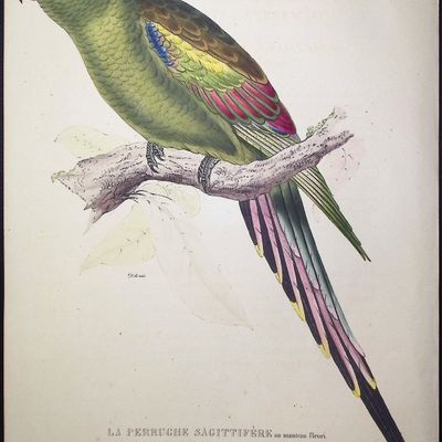 Bourjot Saint-Hilaire - Regent Parrot [Psittacus Sagittifer, La Perruche Sagittaire au manteau fleuri]