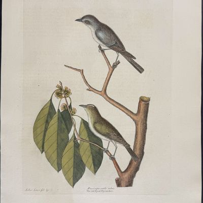 Sale Photo Thumbnail #110: Catesby, Folio - Little Brown Flycatcher & Red Eyed Flycatcher. 1-54