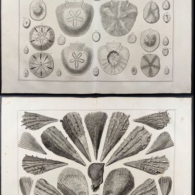 Seba - 4 Sea Life Engravings: Coral, Sand Dollars, Shells