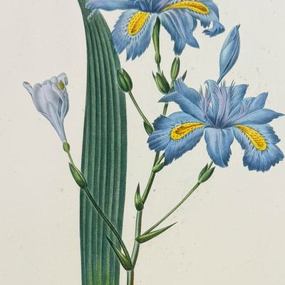 Sale Photo Thumbnail #113: Redoute, Choix - Fringed Iris [Iris fimbriata]