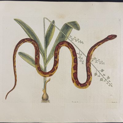 Sale Photo Thumbnail #112: Catesby, Folio - Corn Snake with Bahaman Orchid. 2-55