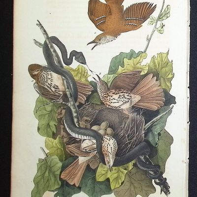 Audubon, First Ed - Ferruginous Mocking Bird. 141