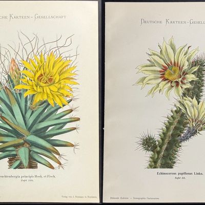 Schumann - 6 Cactus Prints
