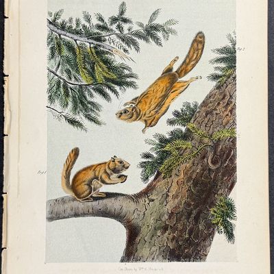 Audubon - Severn River and Rocky Mountain Flying Squirrel. 143