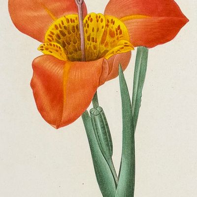 Sale Photo Thumbnail #116: Redoute, Choix - Tiger Flower [Tigridia pavonia]