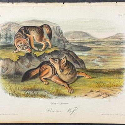 Audubon - Prairie Wolf. 71