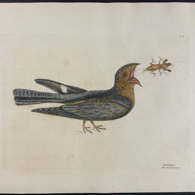 Sale Photo Thumbnail #107: Catesby, Folio - Goat Sucker of Carolina with Mole Cricket. 1-8