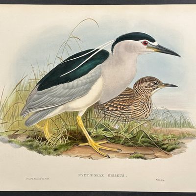Sale Photo Thumbnail #102: Gould, Great Britain - Night-Heron