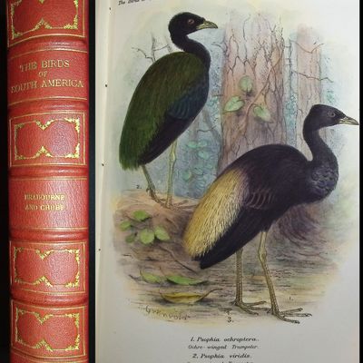 Sale Photo Thumbnail #105: Brabourne, Chubb, & Gronveld's Birds of South America - Volume with 38 Lithographs + Map
