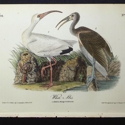 Audubon, First Ed - White Ibis. 360