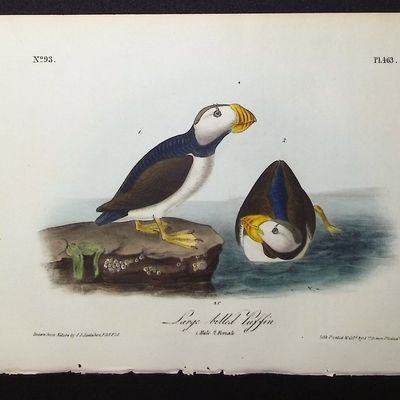 Audubon, First Ed - Large billed Puffin. 463