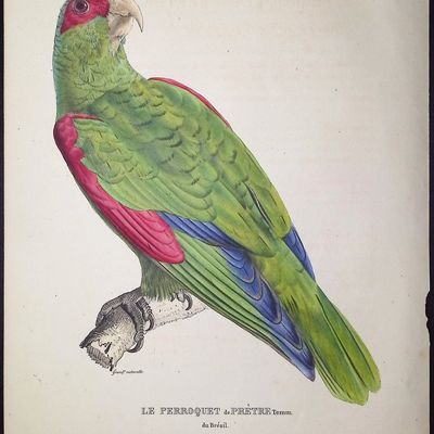 Bourjot Saint-Hilaire - Red-spectacled Amazon Parrot [Psittacus Pretrei, Le Perroquet de Pretre]