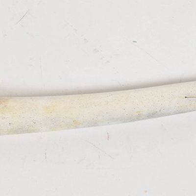 Pelewook Alaskan Inuit Carved Walrus Oosik