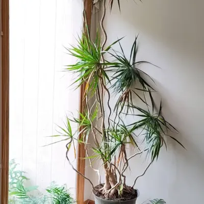 DM205 - Trio of Real Plants, Palm Plus.