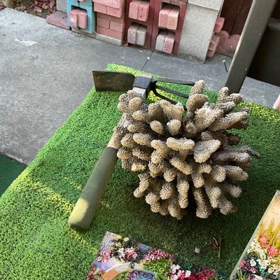 Sale Photo Thumbnail #109: Coral