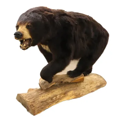 Sale Photo Thumbnail #42: Full-body taxidermy black bear mount depicted in a roaring pose, standing on a faux log base.