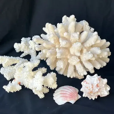 Coral And Shells