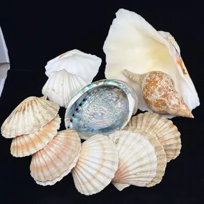 Assorted Natural Seashells with Abalone & Large Conch Shell