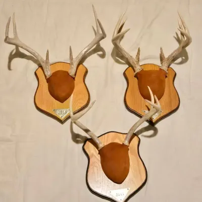 Whitetail Deer Antler Plaque Mounts (3Pc)