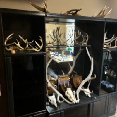 Sale Photo Thumbnail #134: Large collection of deer, elk, and moose antlers displayed on and inside a black entertainment center wall unit.