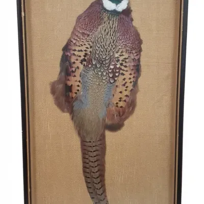 Sale Photo Thumbnail #703: Vintage ring necked pheasant taxidermy shadow box