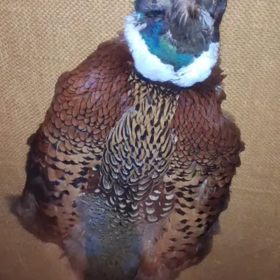 Sale Photo Thumbnail #702: Vintage ring necked pheasant taxidermy shadow box second image