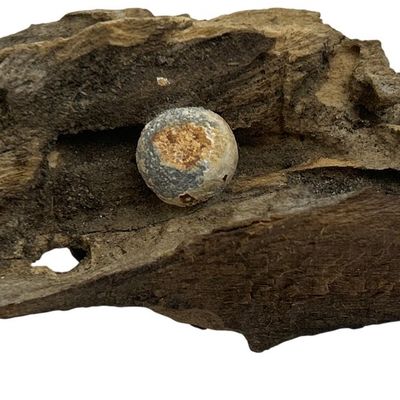 Sale Photo Thumbnail #176: Civil War Pistol Bullet in Wood