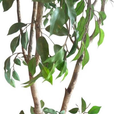 Sale Photo Thumbnail #49: Tall artificial ficus tree featuring realistic wooden trunks and green fabric leaves.