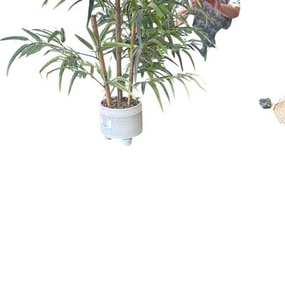 Sale Photo Thumbnail #44: Potted artificial bamboo plant set in a modern three-legged ceramic planter with gravel top dressing.
