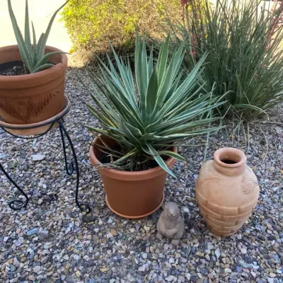 Plants And Decor