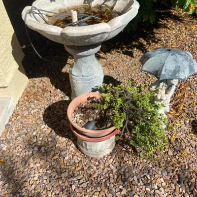 Birdbath Fountain, Plant And Decor