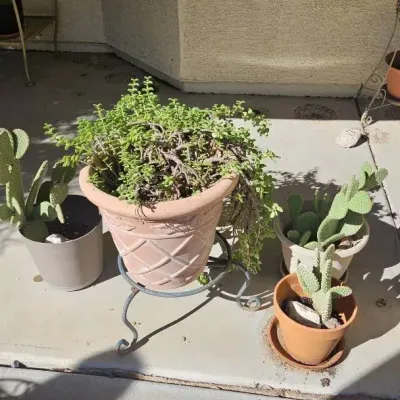 Four Potted Cactus Plants