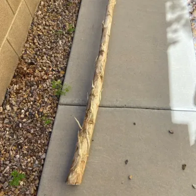 One Century Plant Rib For Miscellaneous Decor Projects