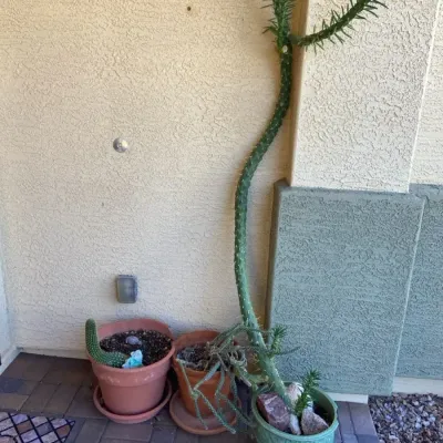 Three Cactus Plants