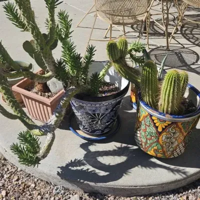 Potted Cactus Plants Mostly In Terracotta Pots
