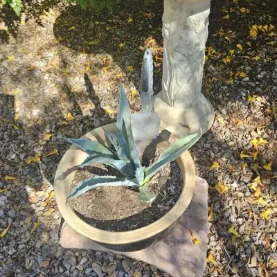 Cement Bird Bath And Plant