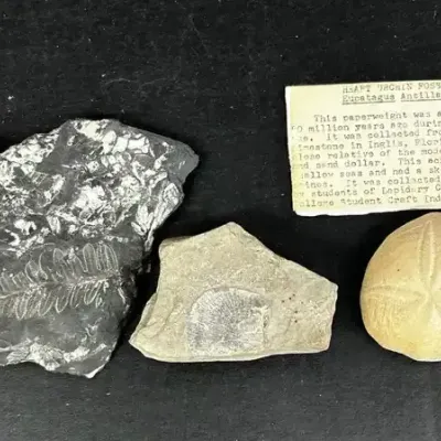 Fern and Urchin Fossils