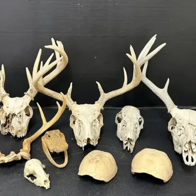 Deer, Turtle, Raccoon and Alligator Skull Mounts