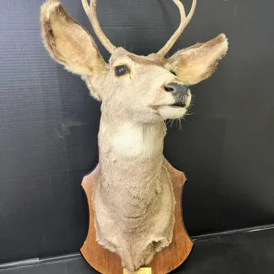 Vintage Mule Deer Taxidermy Mount