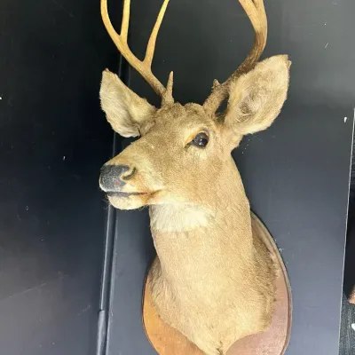 White-tailed Deer Taxidermy Mount