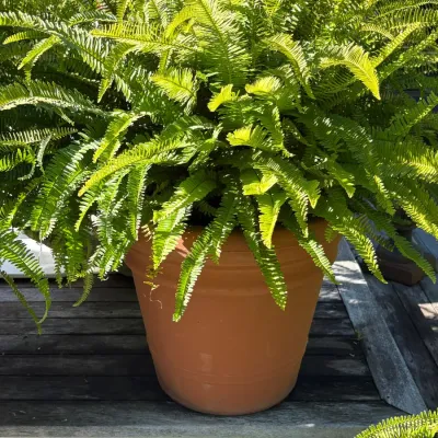 Lush Boston fern growing in a large terracotta-style planter pot, displayed outdoors on a wooden deck.