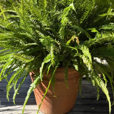 Lush Boston fern houseplant potted in a large terracotta planter.