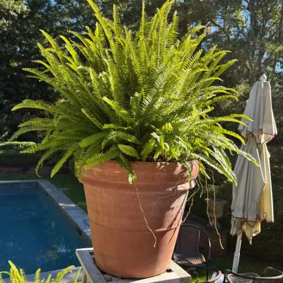 Lush green potted Boston fern housed in a large terracotta planter, displayed outdoors on a wooden plant stand.