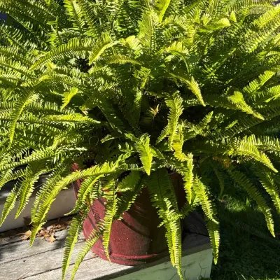 Lush Boston fern potted in a deep red planter, displaying vibrant green fronds outdoors.