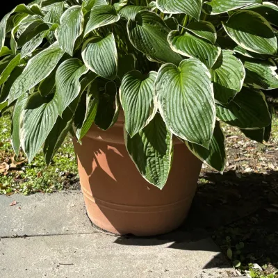 Large variegated hosta plant thriving in a terracotta-colored plastic planter outdoor pot.