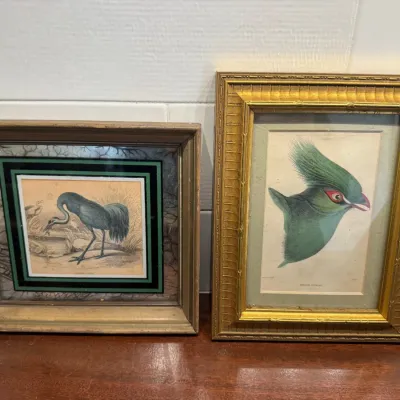 Pair of framed vintage ornithological prints, featuring a crane in a shadowbox-style wooden frame and a green bird profile in a gilt frame.