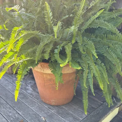 Large, lush Boston fern potted in a weathered, rustic terracotta planter.