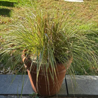 Potted ornamental grass plant in a large terracotta planter.