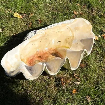 Large natural giant clam shell half, showing a weathered interior with natural discoloration and fluted edges.