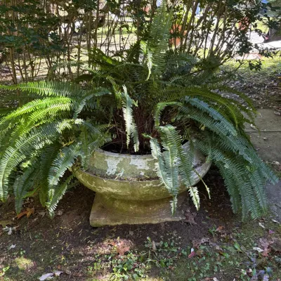 Large, lush Boston fern growing inside a weather-worn concrete urn planter on a square pedestal base.